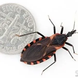 thumbnail for publication: Eastern Bloodsucking Conenose, Triatoma sanguisuga (LeConte) (Hemiptera: Reduviidae: Triatominae)